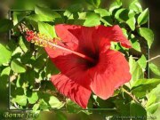 Hibiscus