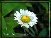 Carte Anniversaire Pâquerette