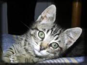 Carte Bonne Fête : Chaton