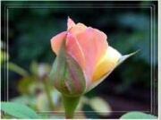 Carte Bouton de rose