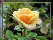 Carte Rose Jaune