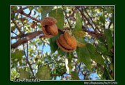 Carte Postale Virtuelle : Amandes