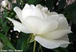 Rose blanche