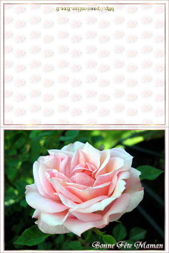Carte de voeux à imprimer : Rose Rouge, étoiles dorées (Meilleurs Voeux)