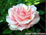 Fête des Mères : Une rose pour toi, Maman