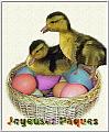 Joyeuses Pâques Canetons