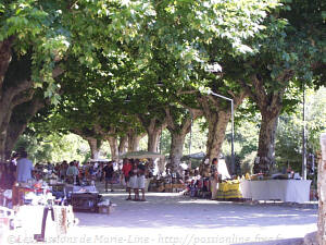 Sous les platanes